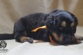 Черно-подпалая девочка оранжевая лента 4 недели