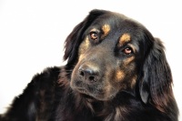 Portrait of a black thoroughbred dog